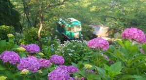 宮城県柴田町、船岡城址公園「しばた紫陽花まつり」開幕！